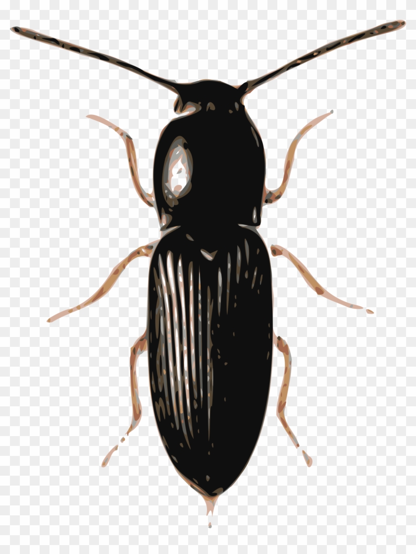 Big Image - Beetle Png #702222