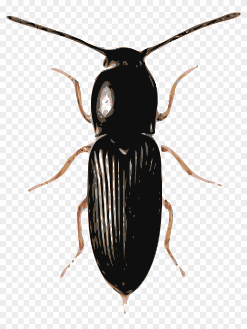 Big Image - Beetle Png #702222