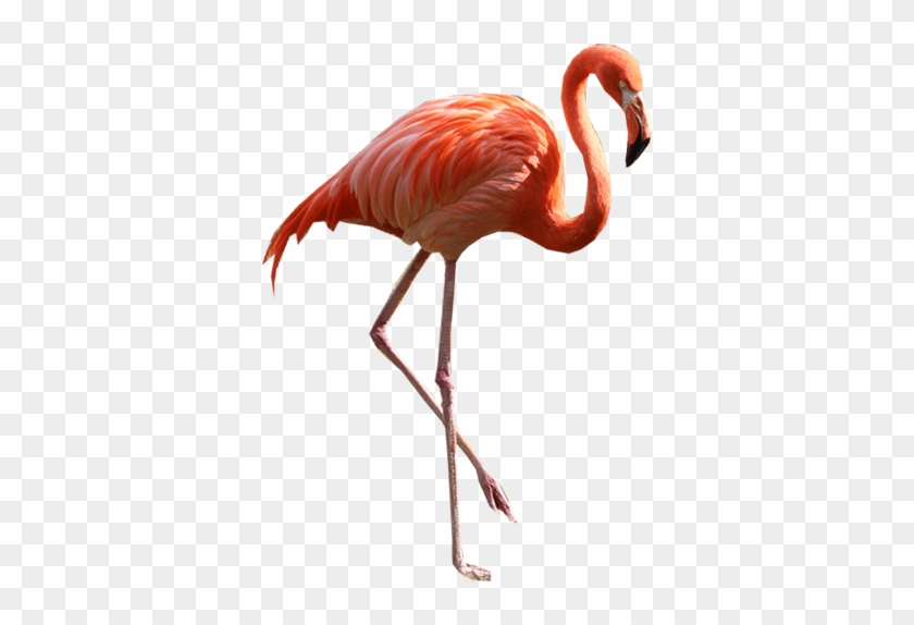 Flamingo Png Image - Flamingo Png #703380