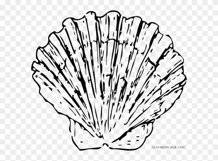 Beautiful Seashell Animal Free Black White Clipart - Black And White Shell #703823