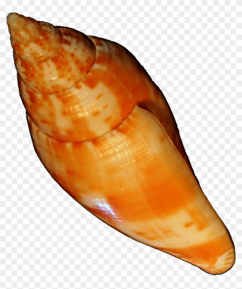 Orange Seashell By Jeanicebartzen27 On Deviantart - Orange Seashell #703825