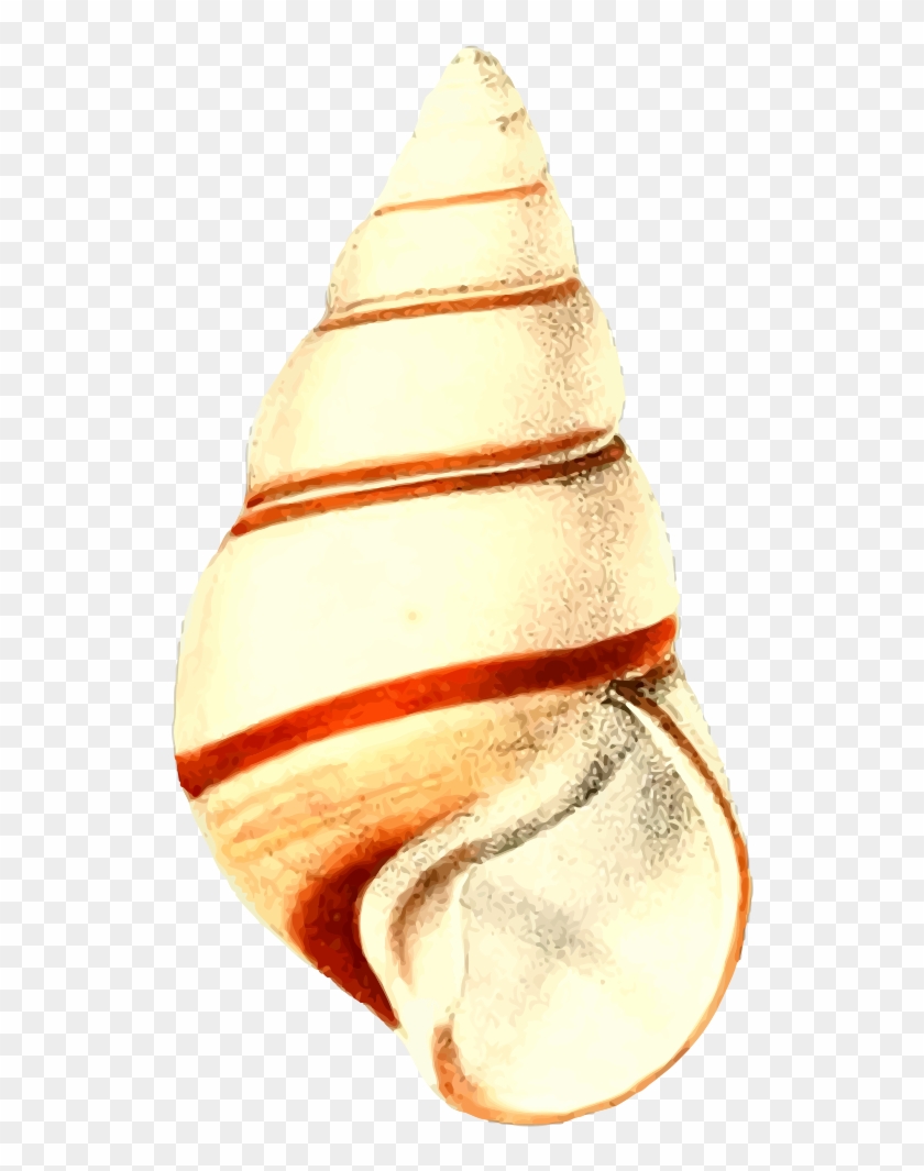 Sea Shell - Seashell #703976