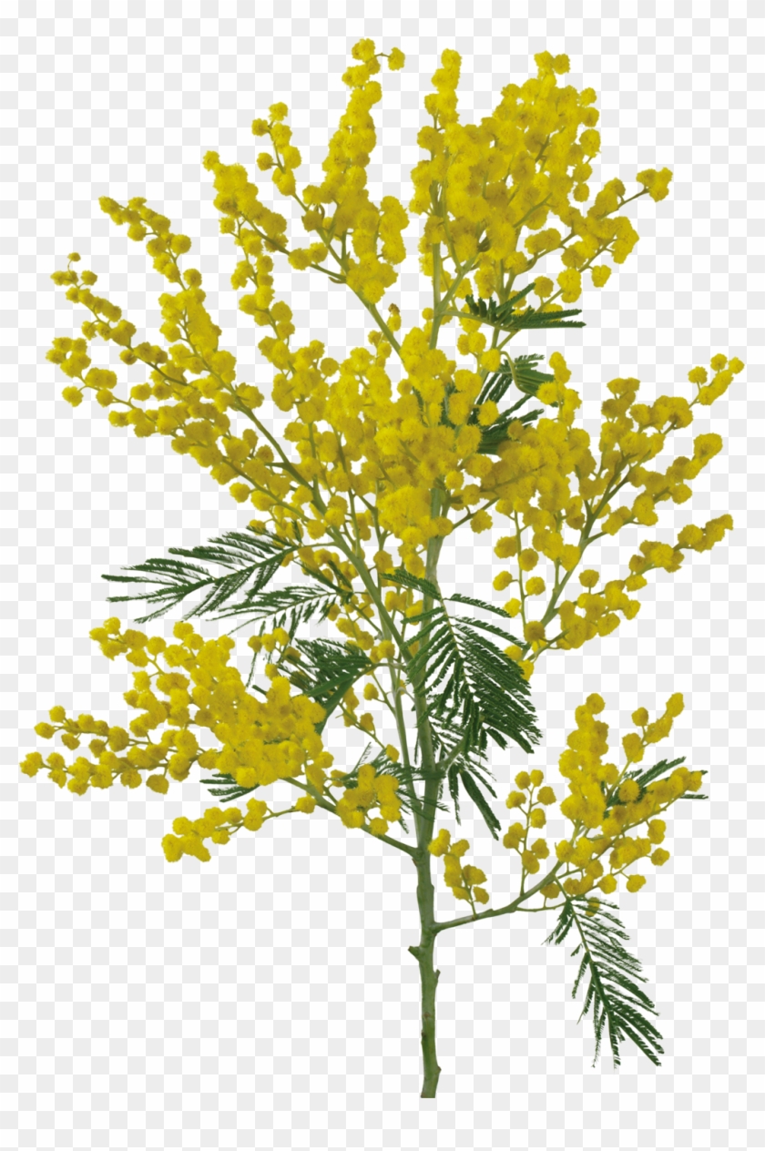 Sensitive Plant Flower Acacia Dealbata Clip Art - Sensitive Plant Flower Acacia Dealbata Clip Art #704652