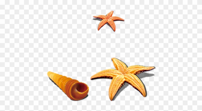 Starfish Seashell Sea Snail - Starfish Seashell Sea Snail #704852