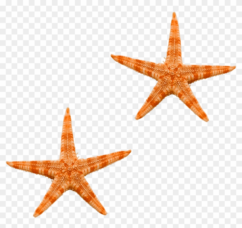 Starfish Png - Морская Звезда Png #705077