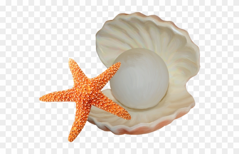 Seashell Starfish Illustration - Seashell Starfish Illustration #705227