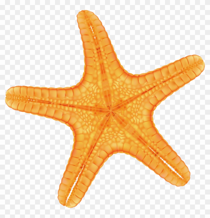 Hand Painted Yellow Starfish - Hand Painted Yellow Starfish #705359