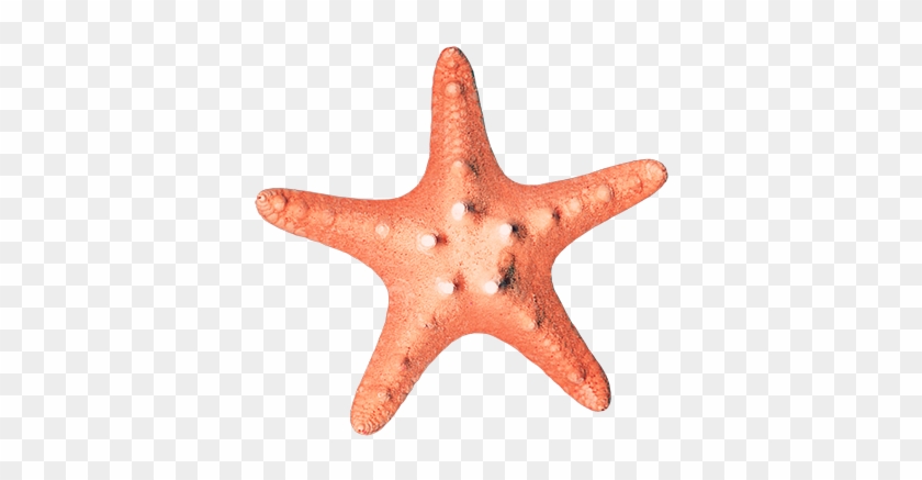 Starfish Euclidean Vector - Starfish Euclidean Vector #705383