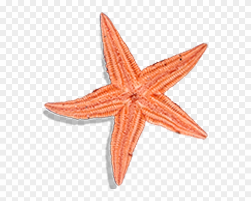 Patrick Star Starfish - Patrick Star Starfish #705401