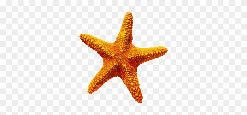 Download Starfish Latest Version 2018 Image - Starfish Png #705410