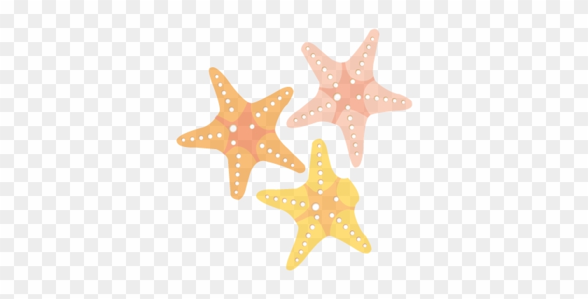 Starfish - Starfish #705419