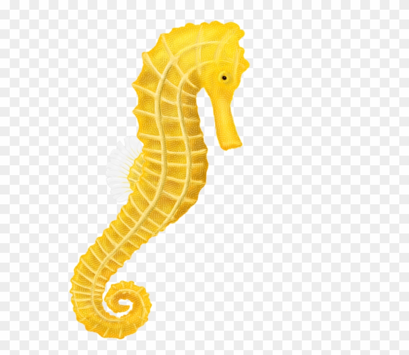 Download Free Printable Clipart And Coloring Pages - Seahorse Png #705432