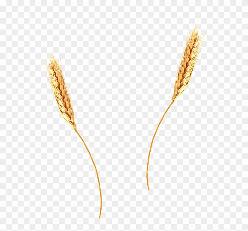 Wheat Png - Wheat Png #705700