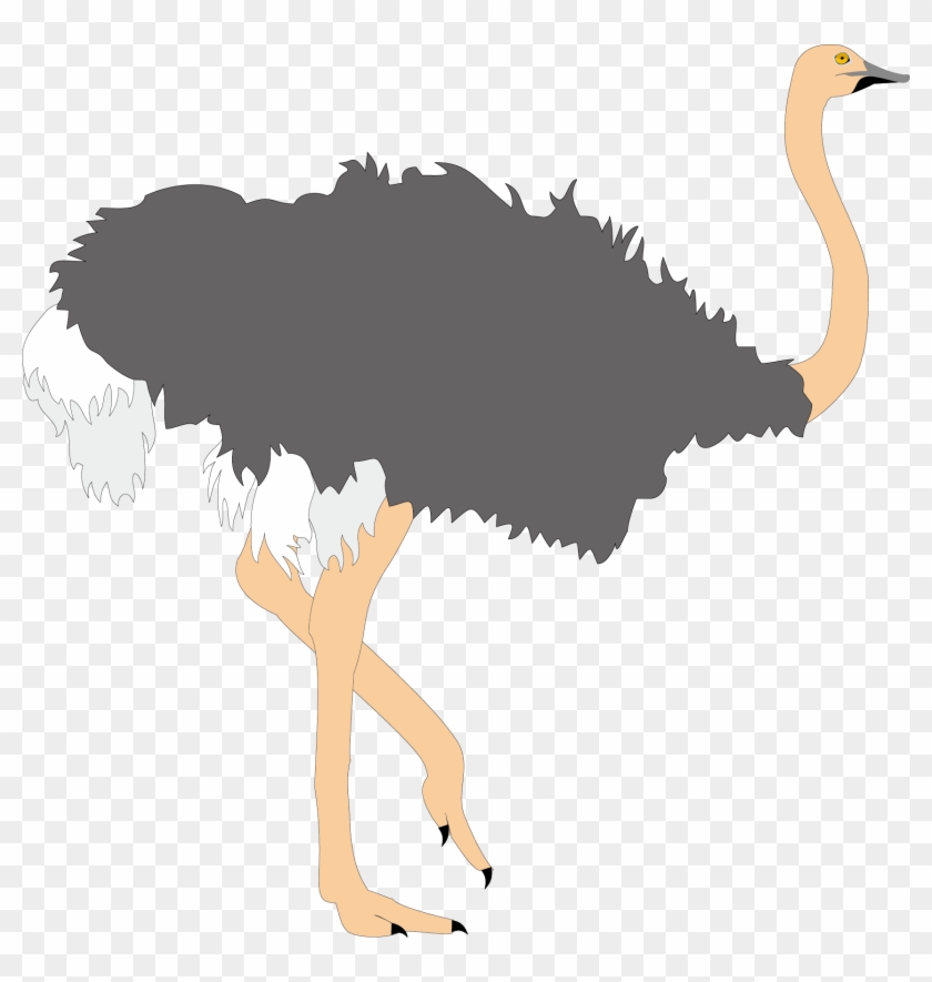 Common Ostrich Bird Clip Art Ugly Ostrich 1709 1720 - Common Ostrich Bird Clip Art Ugly Ostrich 1709 1720 #706426