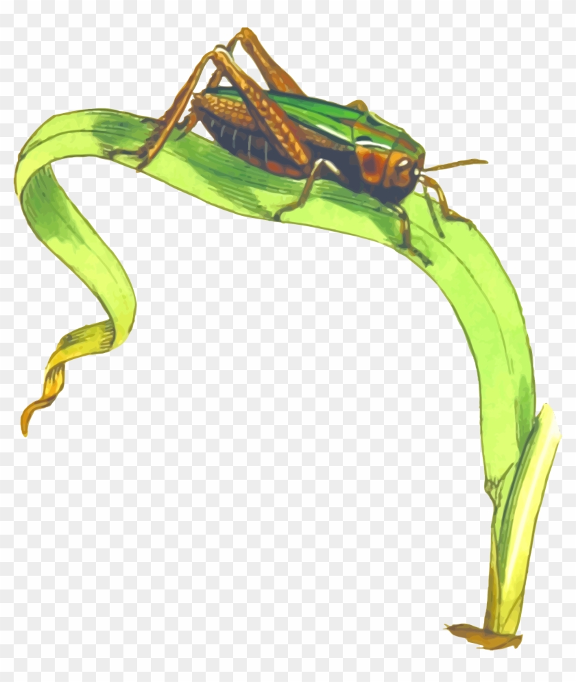 Cricket Insect Png Clipart - Grasshopper On Grass Clipart #707317