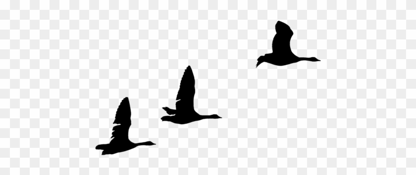 Geese Silhouettes By Frankandcarystock On Clipart Library - Goose #707583