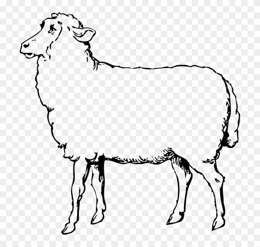 Free Vector Graphic - Black And White Clipart Of Sheep #711733