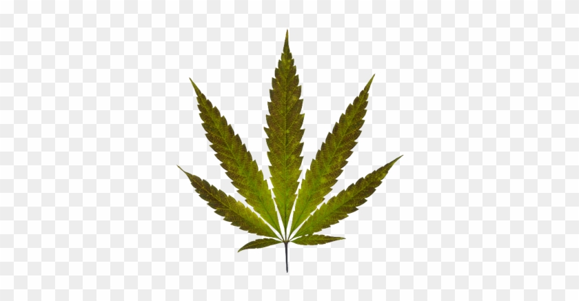 Coolest Marijuana Leaf Transparent Background Pin Free - Marijuana Leaf Real #712823