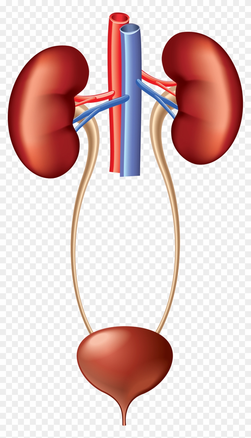 Diagram Of Kidney And Bladder #712900