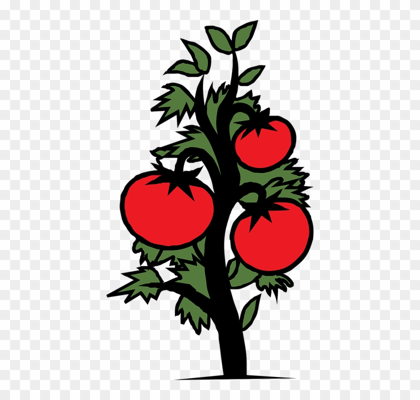 Tomato Plant Clip Art #712984