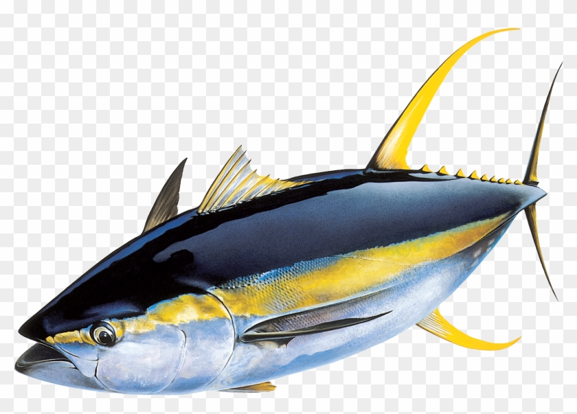 Next Gen Sequencing Means A Brighter Future For Yellowfin - Yellow Fin Tuna Hd #713527