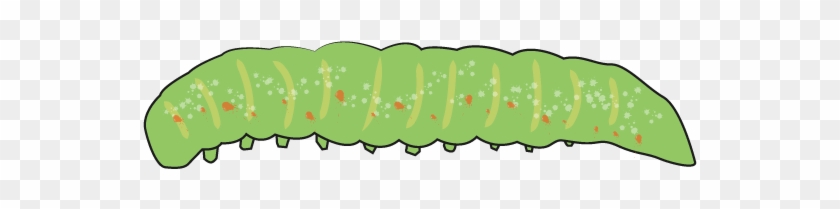 Animal Clip Art - Manduca Sexta #713717