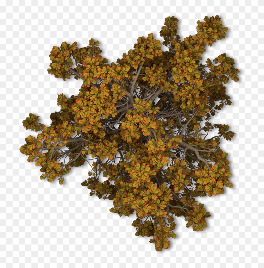 Tree Fall Leave - Tree Top View Png Free #713726
