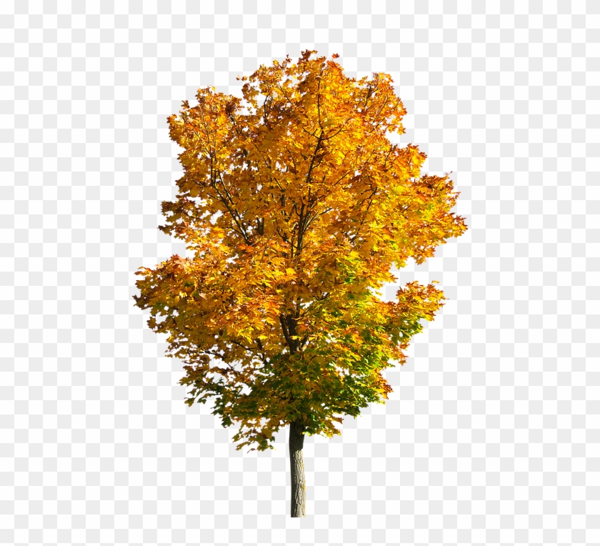Fall Trees Clipart 14, - Tree Autumn Png #713739