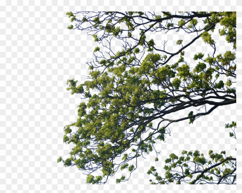 Tree Branch Png Clipart Png Mart Tree Branch Png Clipart - Tree Corner Photoshop #713763