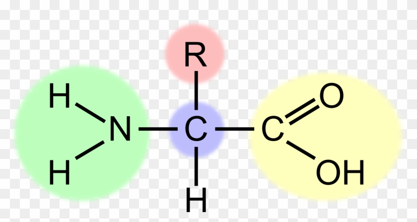 Big Image - Structure Of An Amino Acid #713851