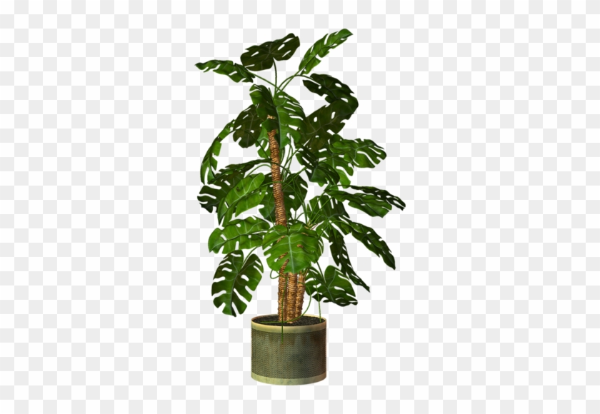 Garden Pot Plant - Plant In Pot Png #714388