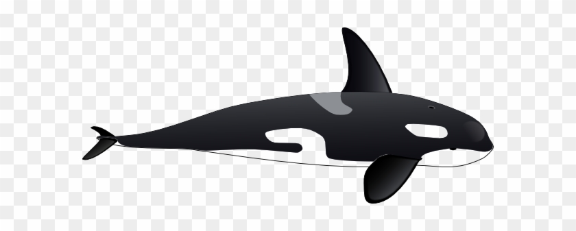 Killer Whale Clipart #714583