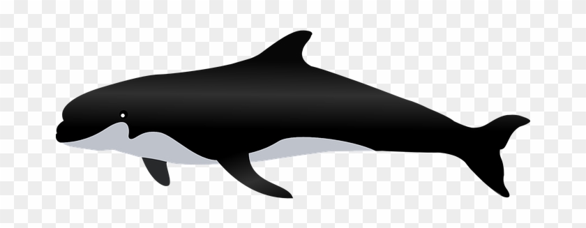 Killer Whale Whale Sea Animal Blue Marine - Paus Png #714603