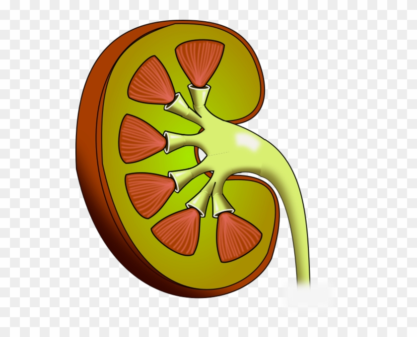 Kidney Disease And Transplant - Kidney Png #715186