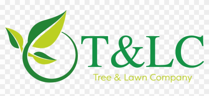 We Offer Reliable And Reputable Lawn Care And Tree - Primate Adaptation And Evolution #715514