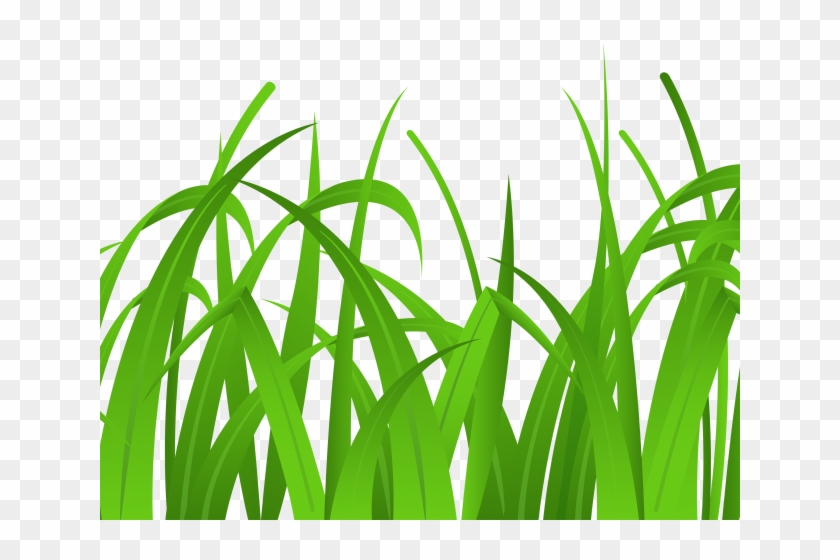 Lawn Clipart Safari - Png Clipart Wheatgrass Vector Png #715798