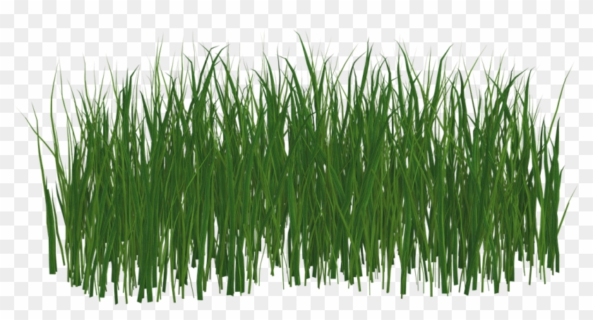 Grass Lawn Green Nature Summer Png Image - Lawn #715890