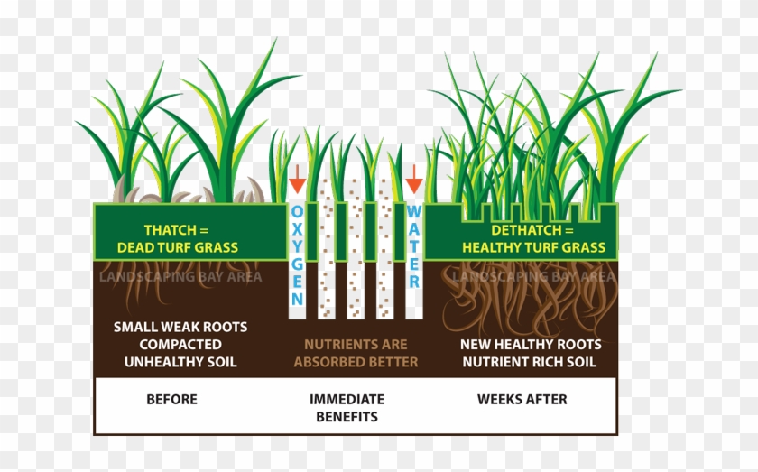 Landscaping Bay Area Lawn Aeration - Purpose Of Aerating Lawn #715912