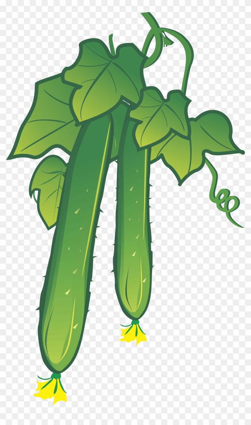 Cucumber Png Vector Element - Vector Graphics #716751