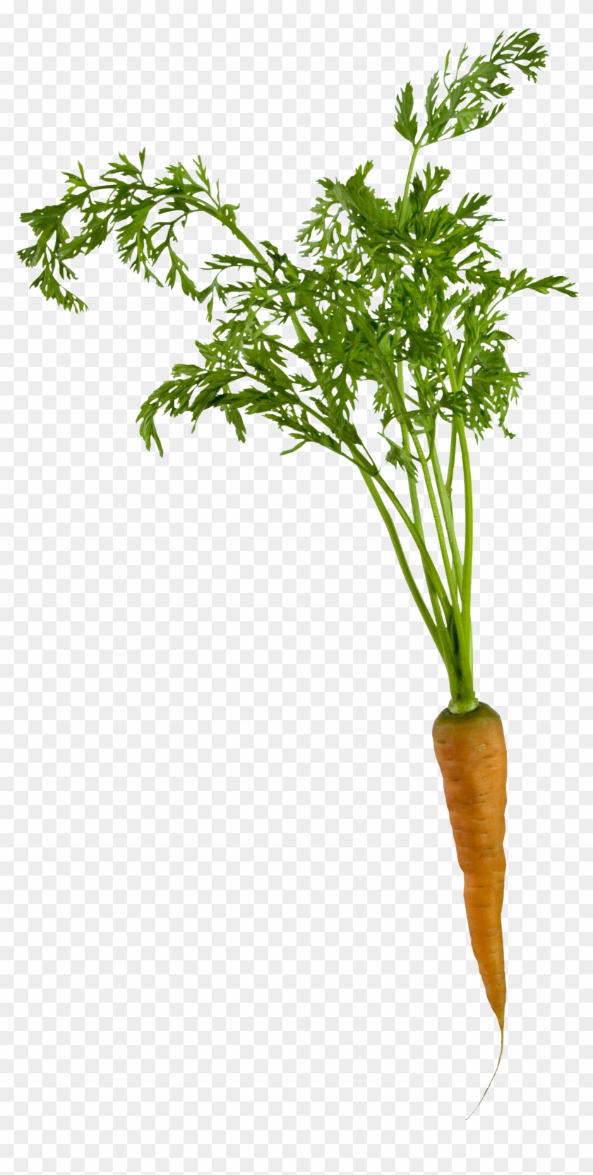 Carrot Png4975 - Carrots Png #717371