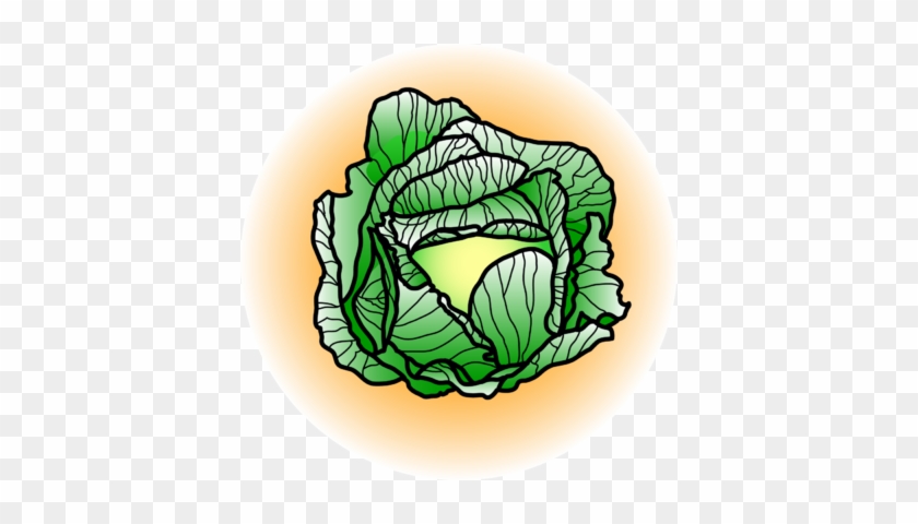 Cabbage Clip Art #717444