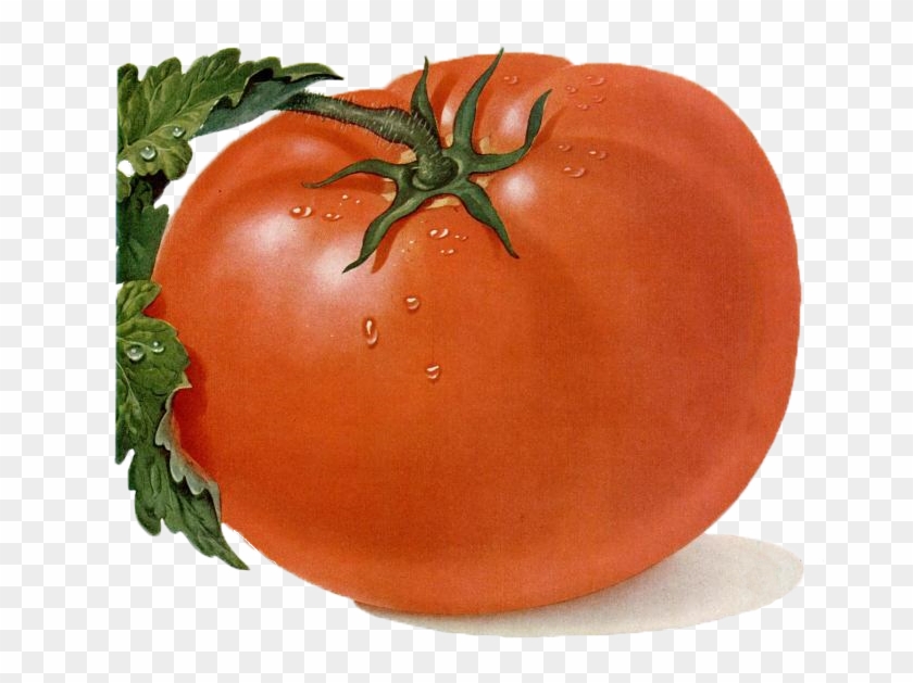 Free Tomato Clipart - Plum Tomato #717612