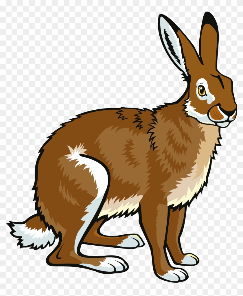 Arctic Hare European Hare Snowshoe Hare Alaskan Hare - Arctic Hare European Hare Snowshoe Hare Alaskan Hare #717884