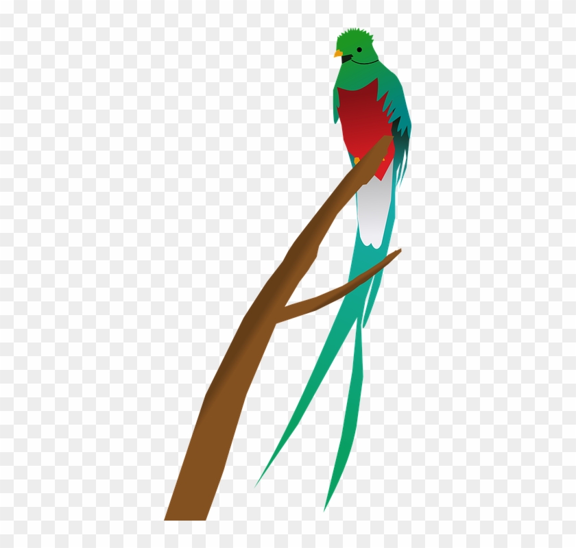 Green Parrot Cliparts 18, Buy Clip Art - Quetzal Clipart #718162