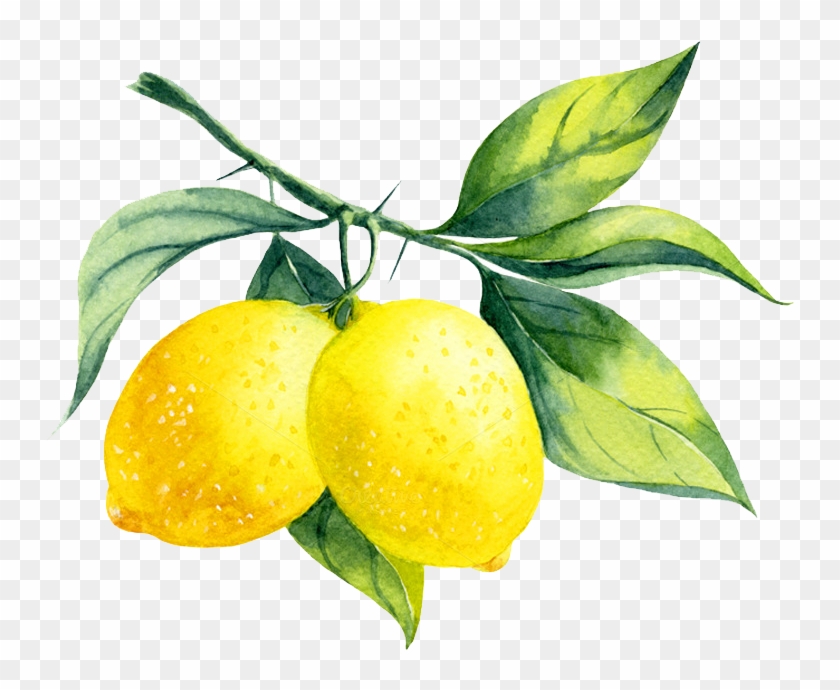 Lemon - Lemon Branch #718659