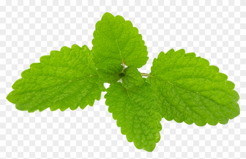 Lemon Balm Herb Essential Oil Officinalis - Lemon Balm Herb Essential Oil Officinalis #718740