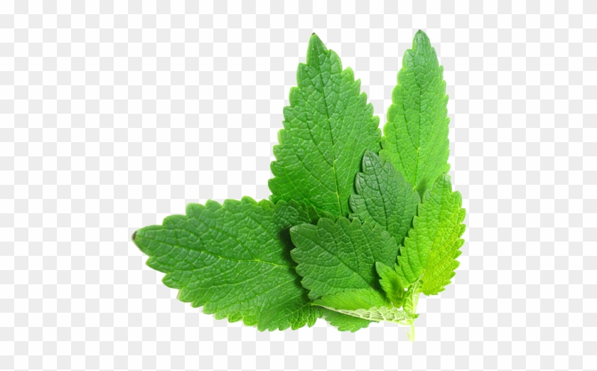 Herb Hedgerow Lemon Balm Melissa - Herbs Png #718776