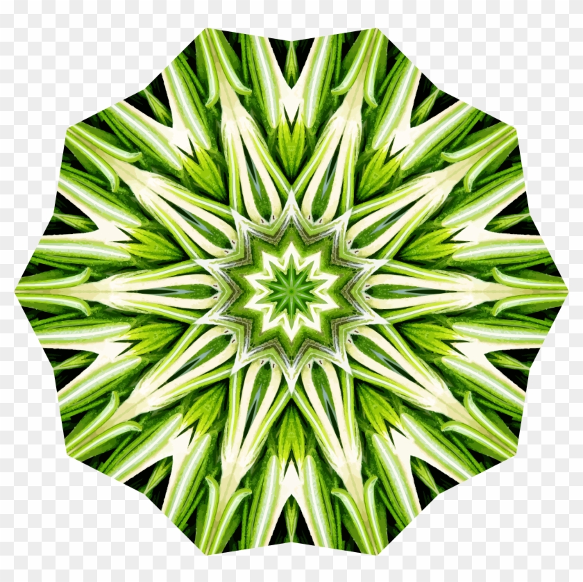 Rosemary Kaleidoscope 20 - Portable Network Graphics #719417