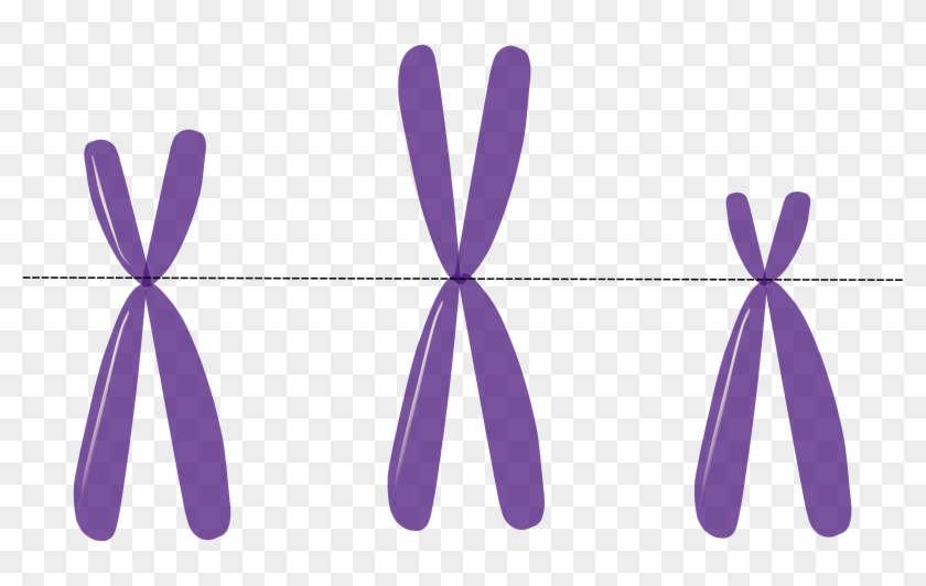 Free Acrocentric Chromosomes - Chromosome #719720