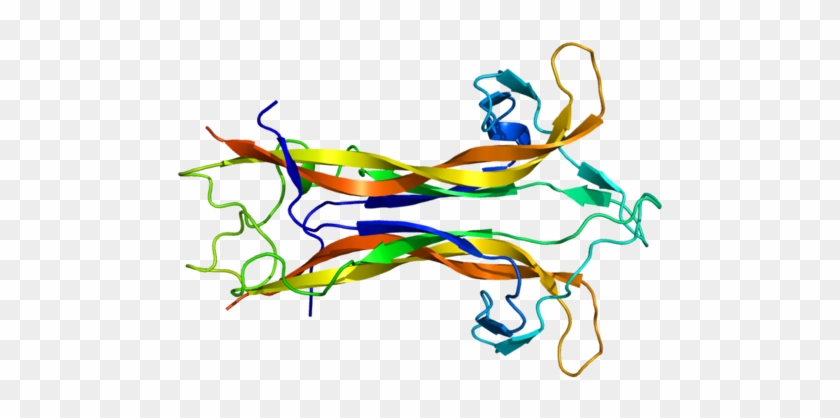 The Brain-derived Neurotrophic Factor Protein - Brain Derived Neurotrophic Factor #720134